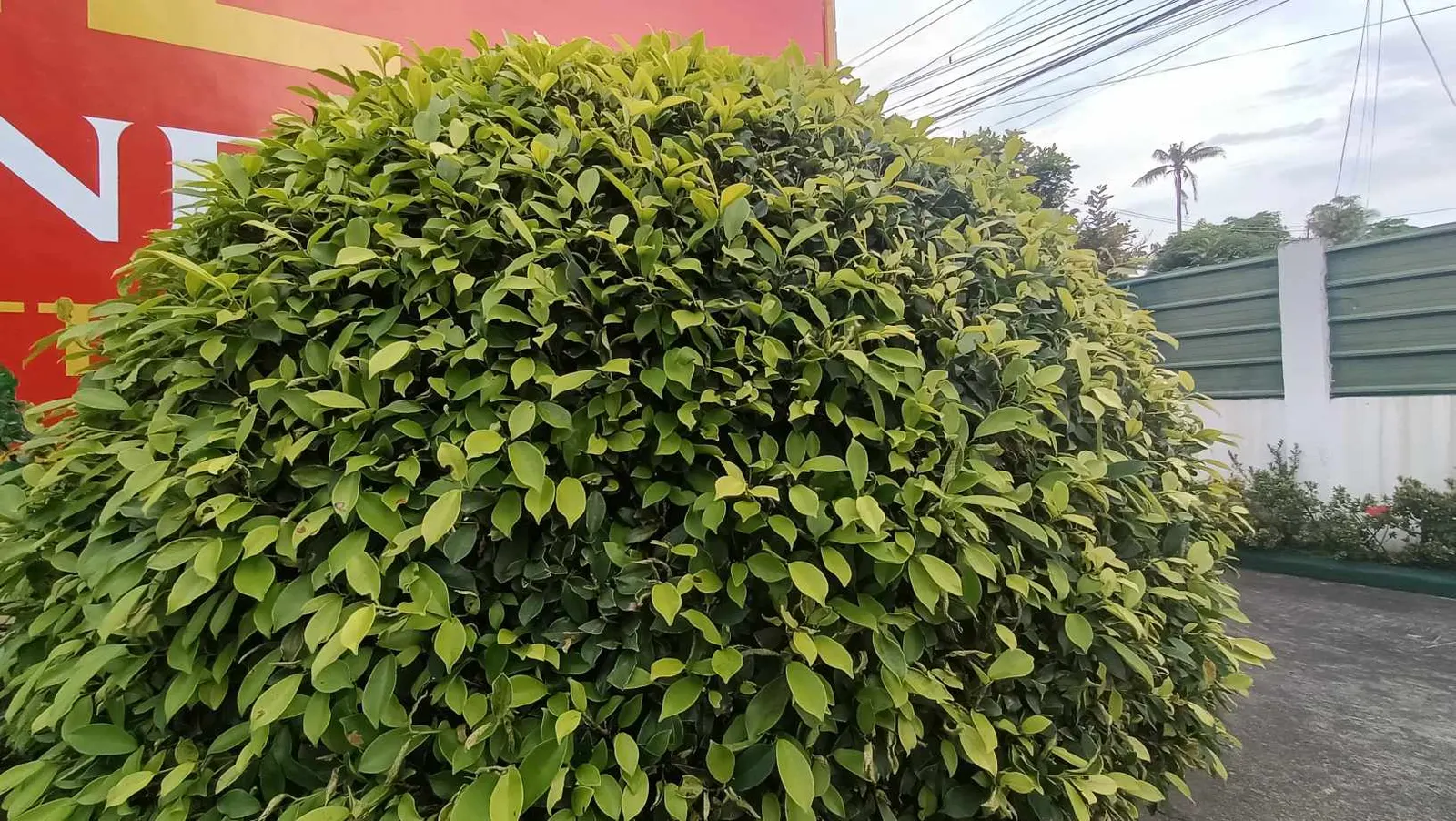 Robust Bamboo (Fargesia Robusta) — Regular watering and well-draining soil ensure optimal health
