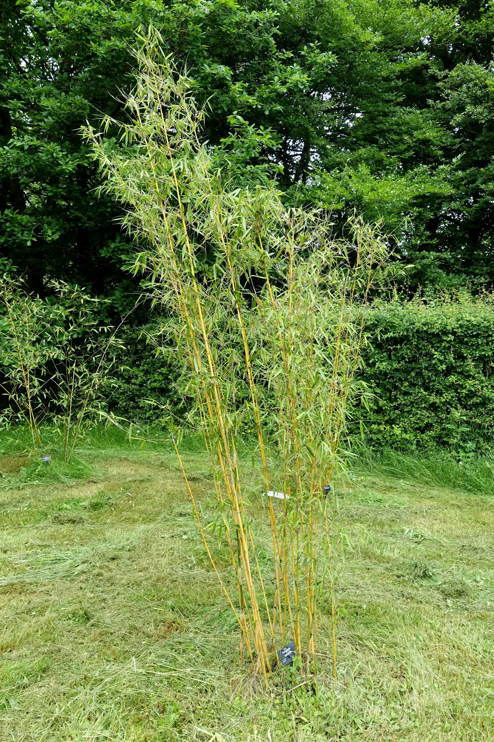 Robust Bamboo (Fargesia Robusta) — evergreen foliage and upright canes (0.75-1 inch in diameter) distinguish this hardy species