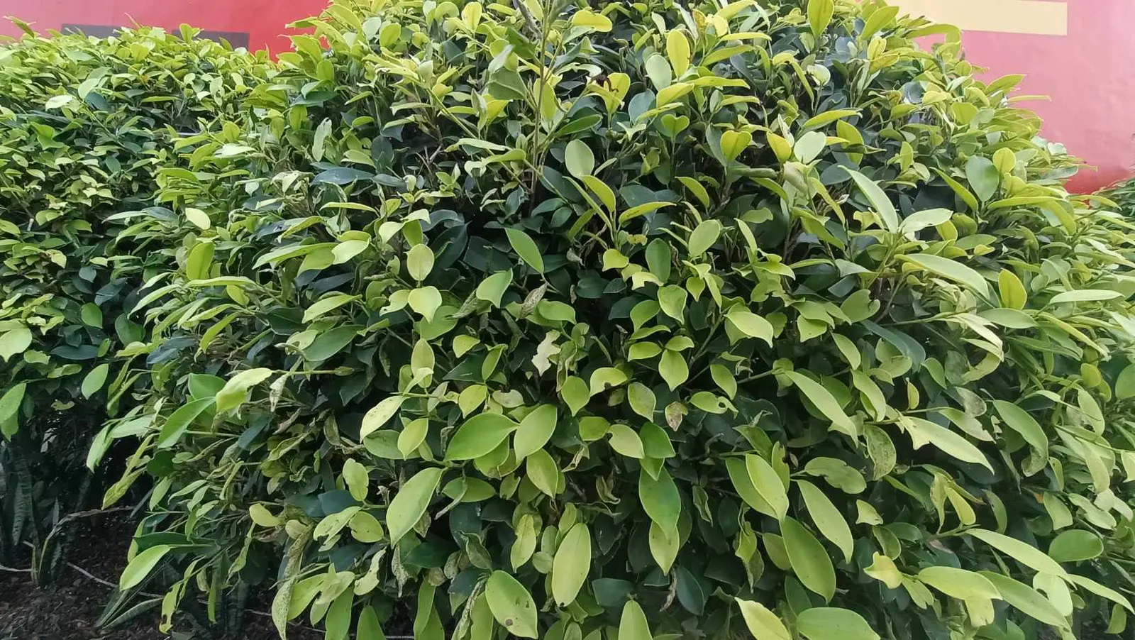 Robust Bamboo (Fargesia Robusta) — suitable for USDA zones 6-9