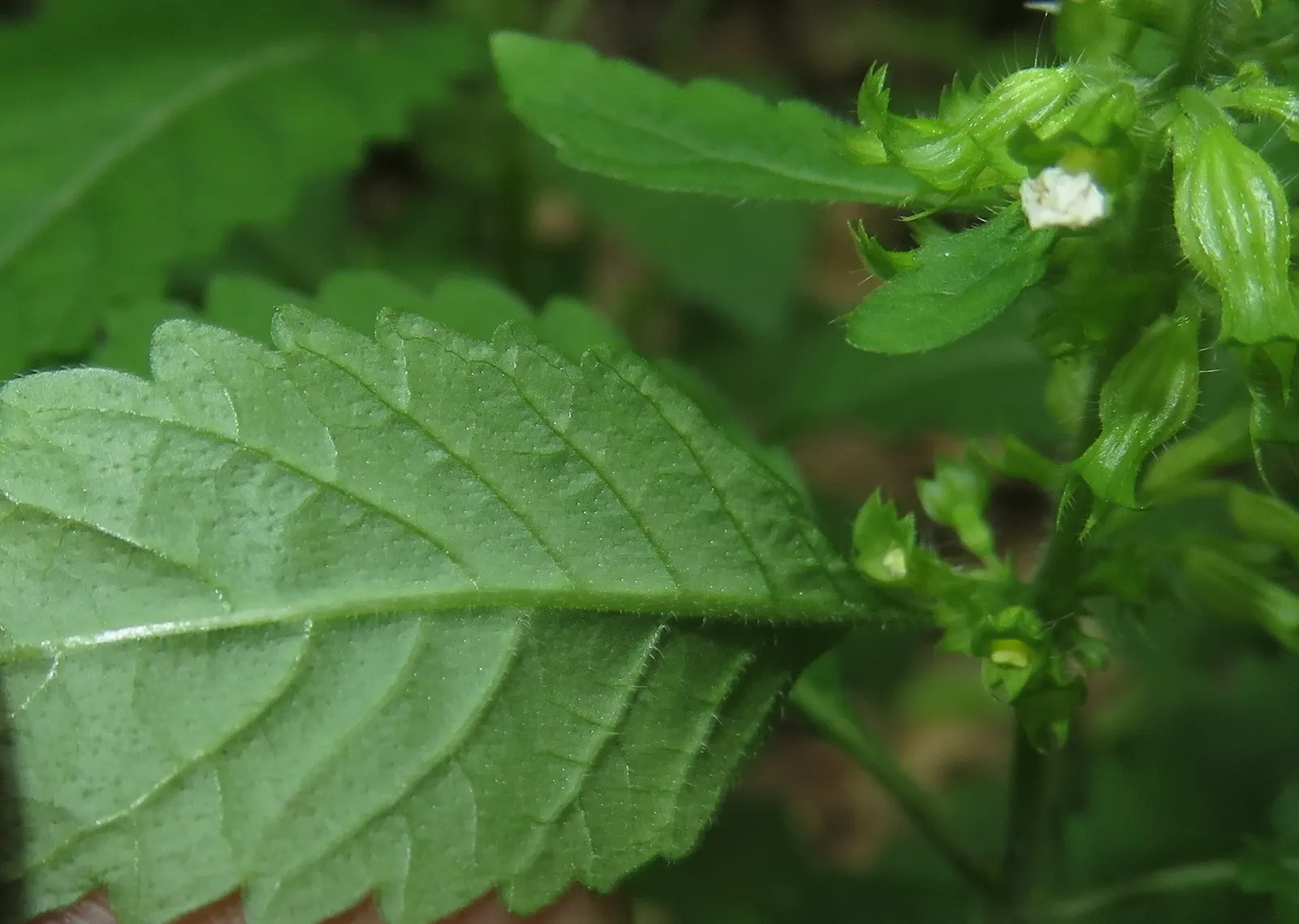 Calamint (Calamintha Nepeta) — minty fragrance.<br><br>The plant typically reaches a mature height of 12 to 18 inches