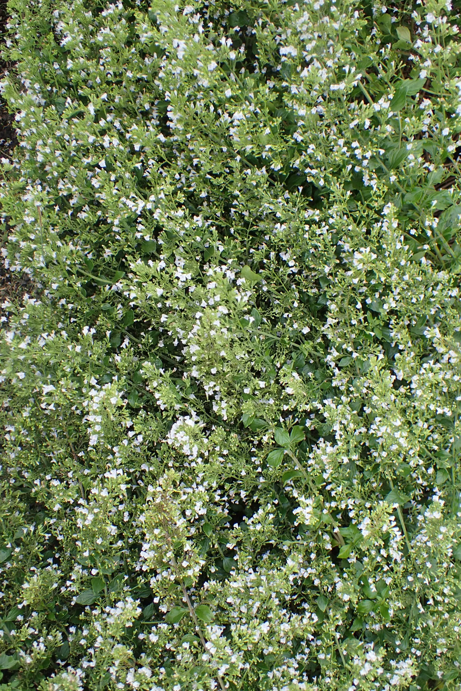 Calamint (Calamintha Nepeta) — Calamint's mint-scented foliage offers a fragrant addition to borders and is heat tolerant
