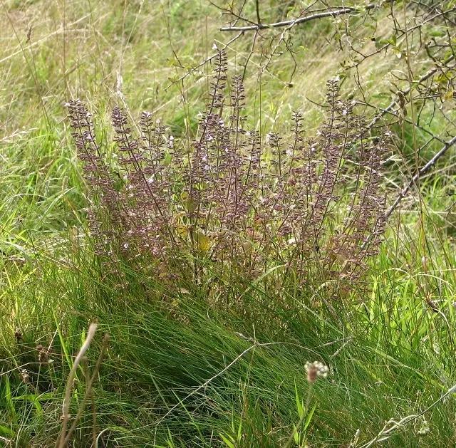Calamint (Calamintha Nepeta) — With minimal care and its multi-season appeal, image 50