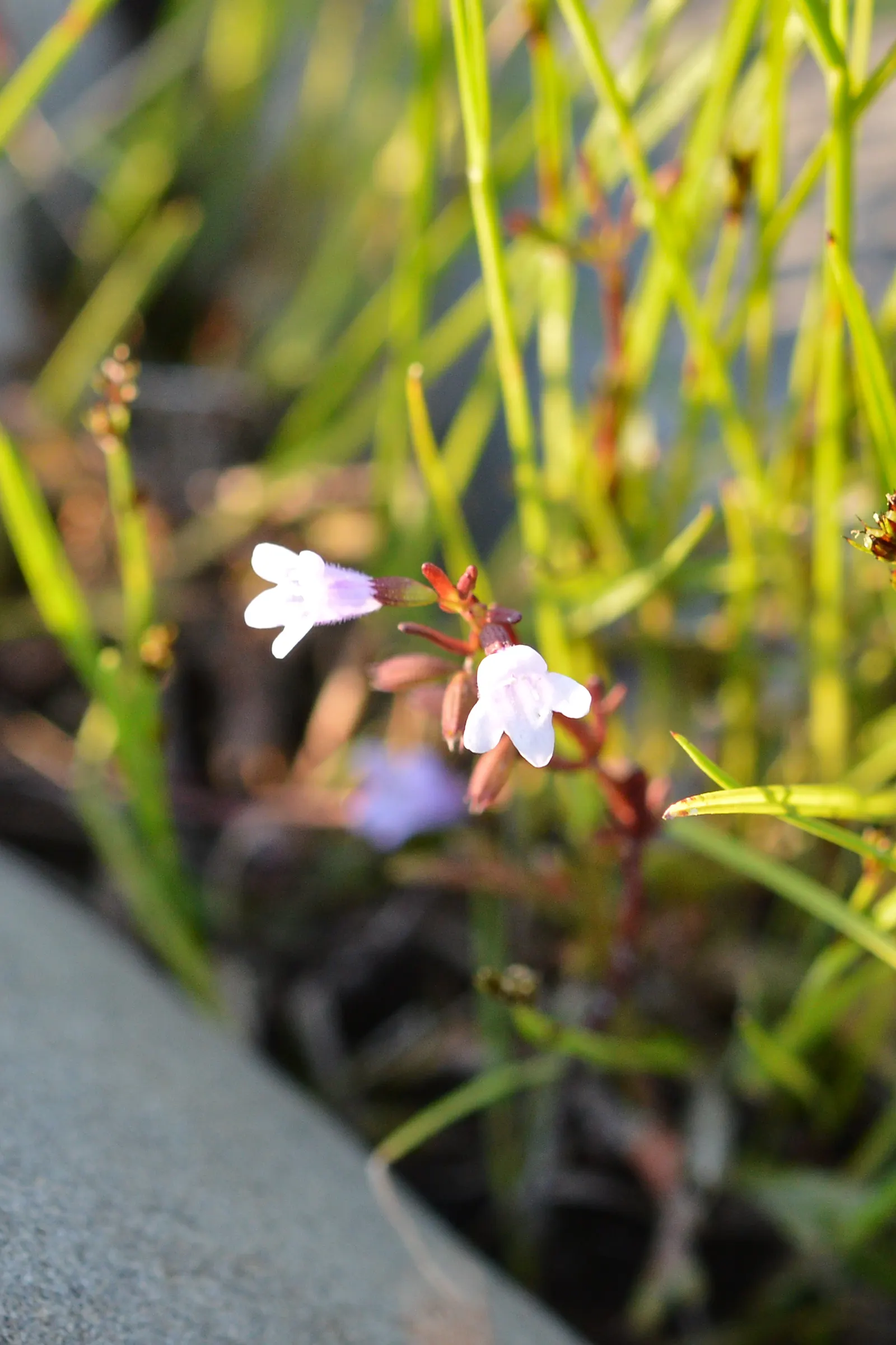 Calamint (Calamintha Nepeta) — Calamintha nepeta is an excellent addition to any garden; thriving in USDA zones 5-9, it prefers full sun to part, image 132