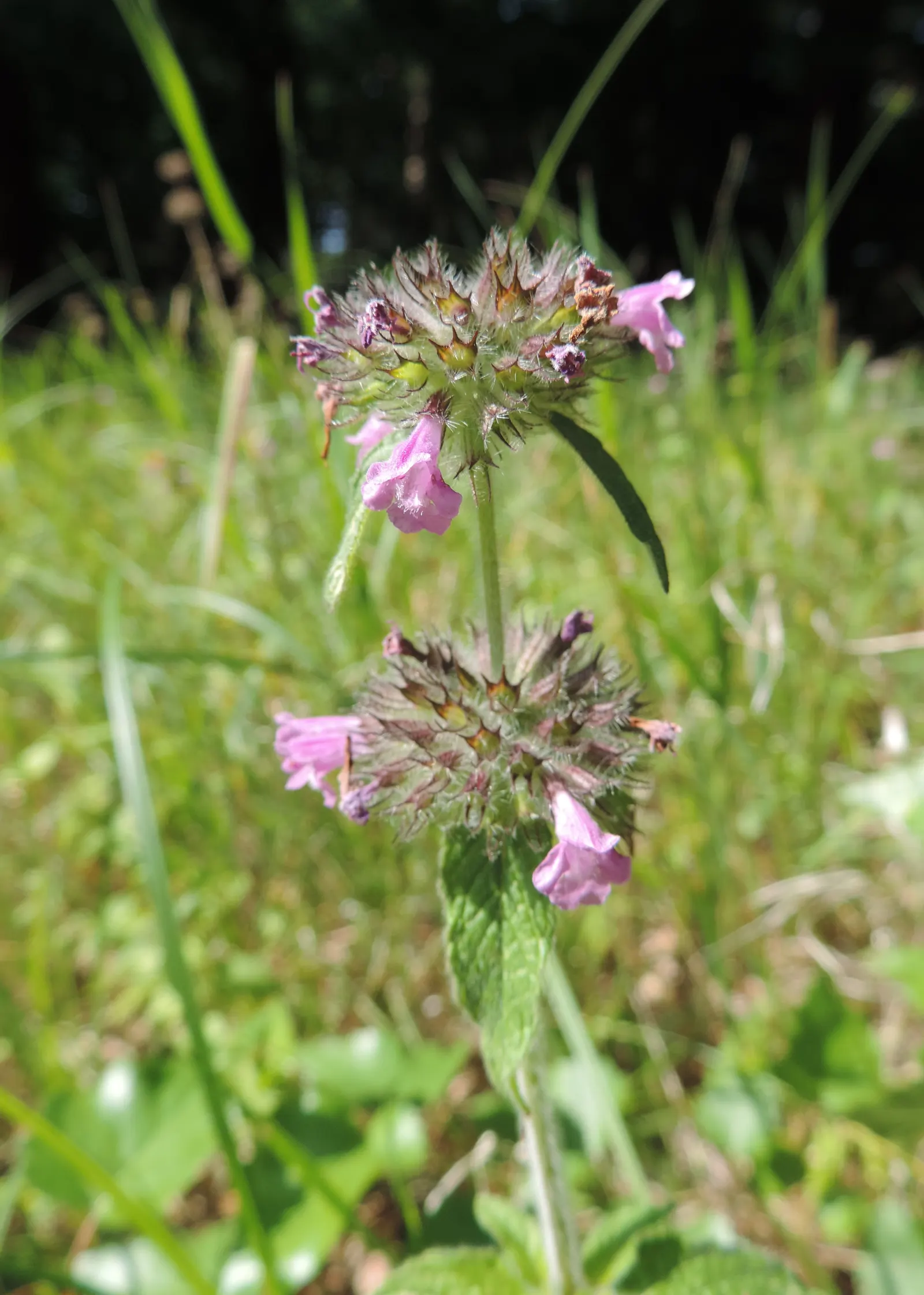 Calamint (Calamintha Nepeta) — requiring minimal care once established, image 86