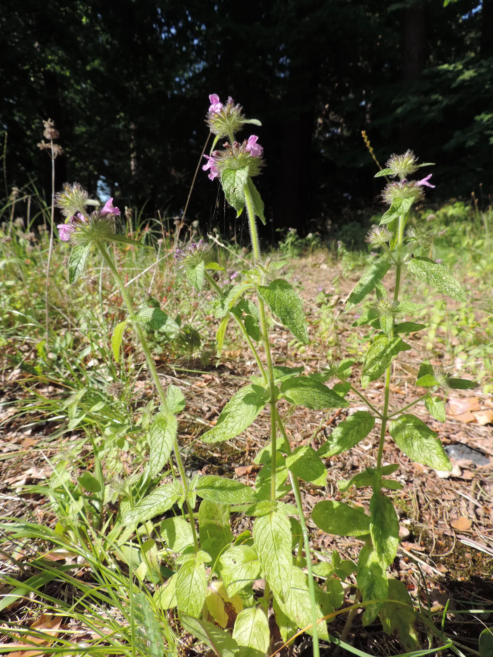 Calamint (Calamintha Nepeta) — thereby supporting the local ecosystem; or as a complement to other flowering perennials and grasses, image 127