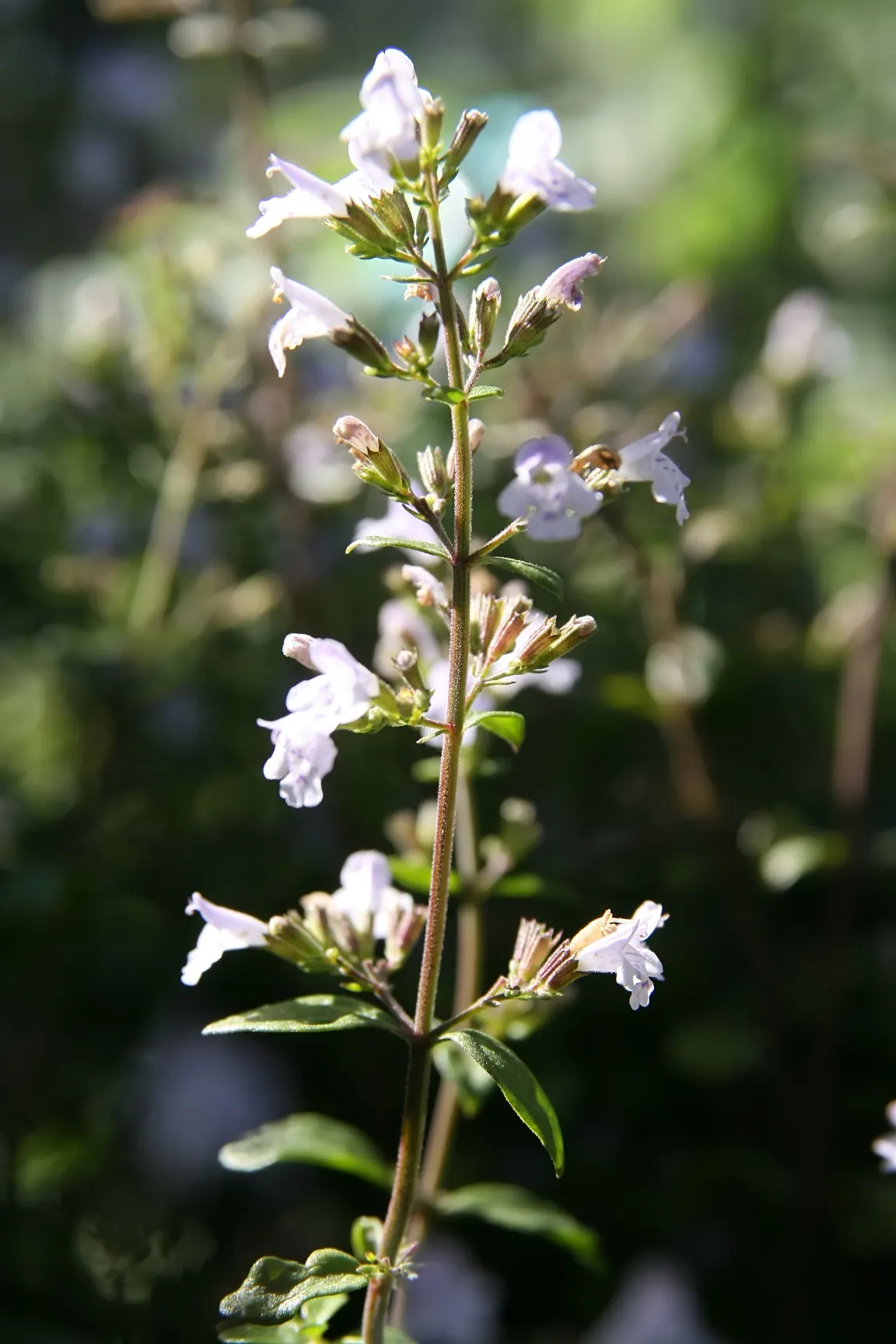 Calamint (Calamintha Nepeta) — commonly known as Calamint; calamint's mint-scented foliage offers a fragrant addition to borders and is heat, image 190