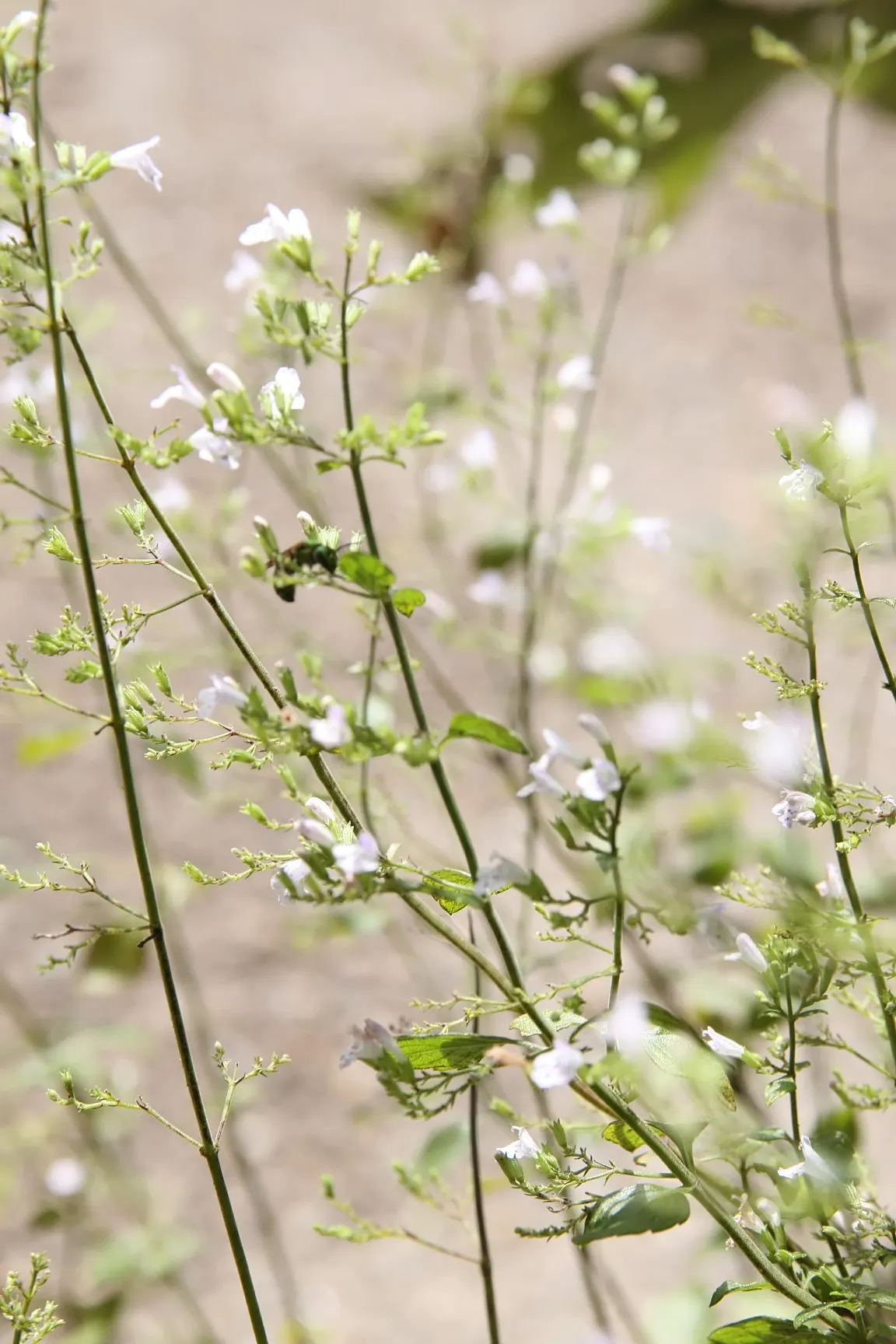 Calamint (Calamintha Nepeta) — with a similar spread of up to 18 to 24 inches; it is also deer-resistant, image 92