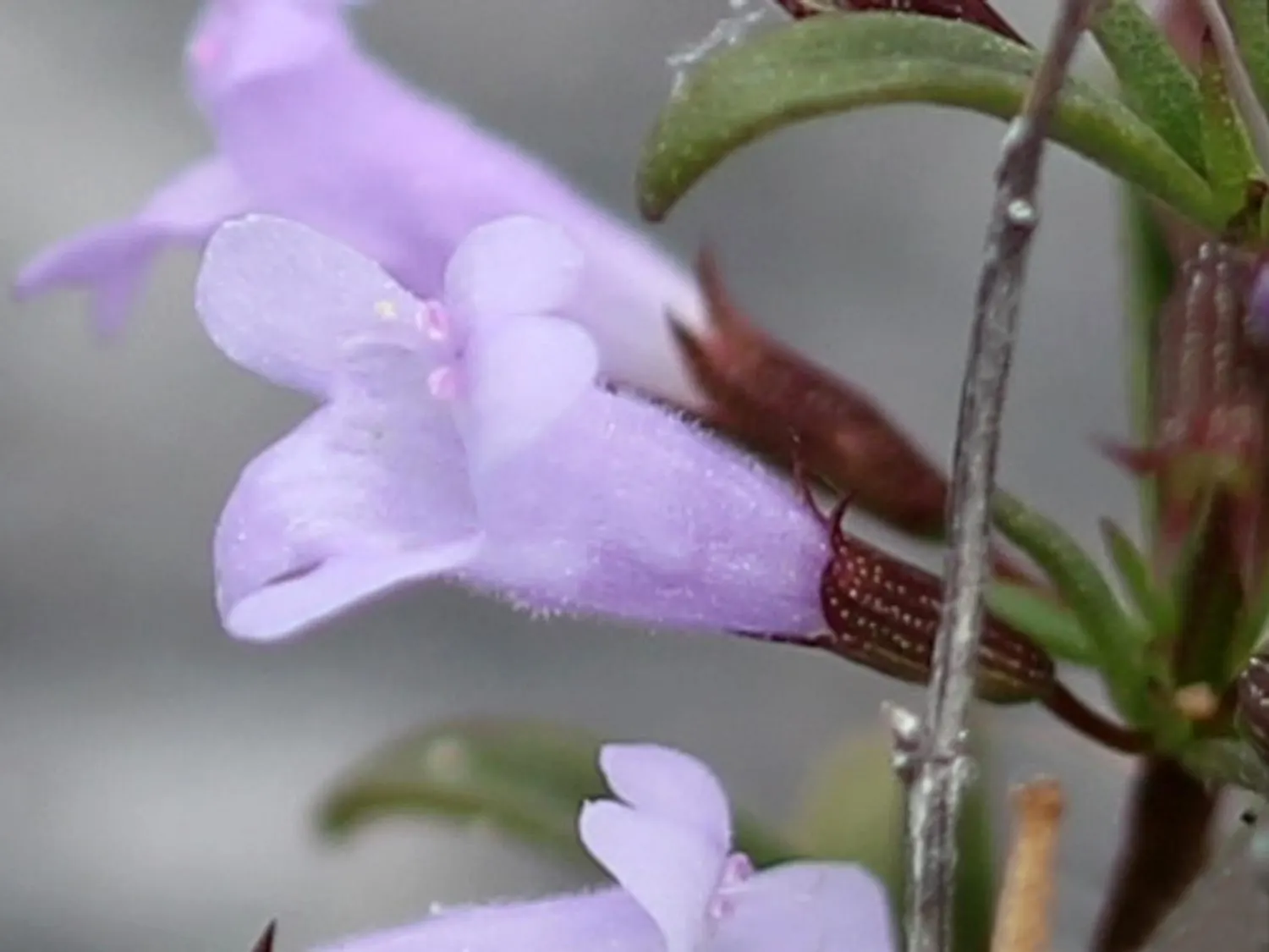 Calamint (Calamintha Nepeta) — and other beneficial insects; it is hardy to USDA zones 5 to 9 and exhibits drought tolerance once established, image 72
