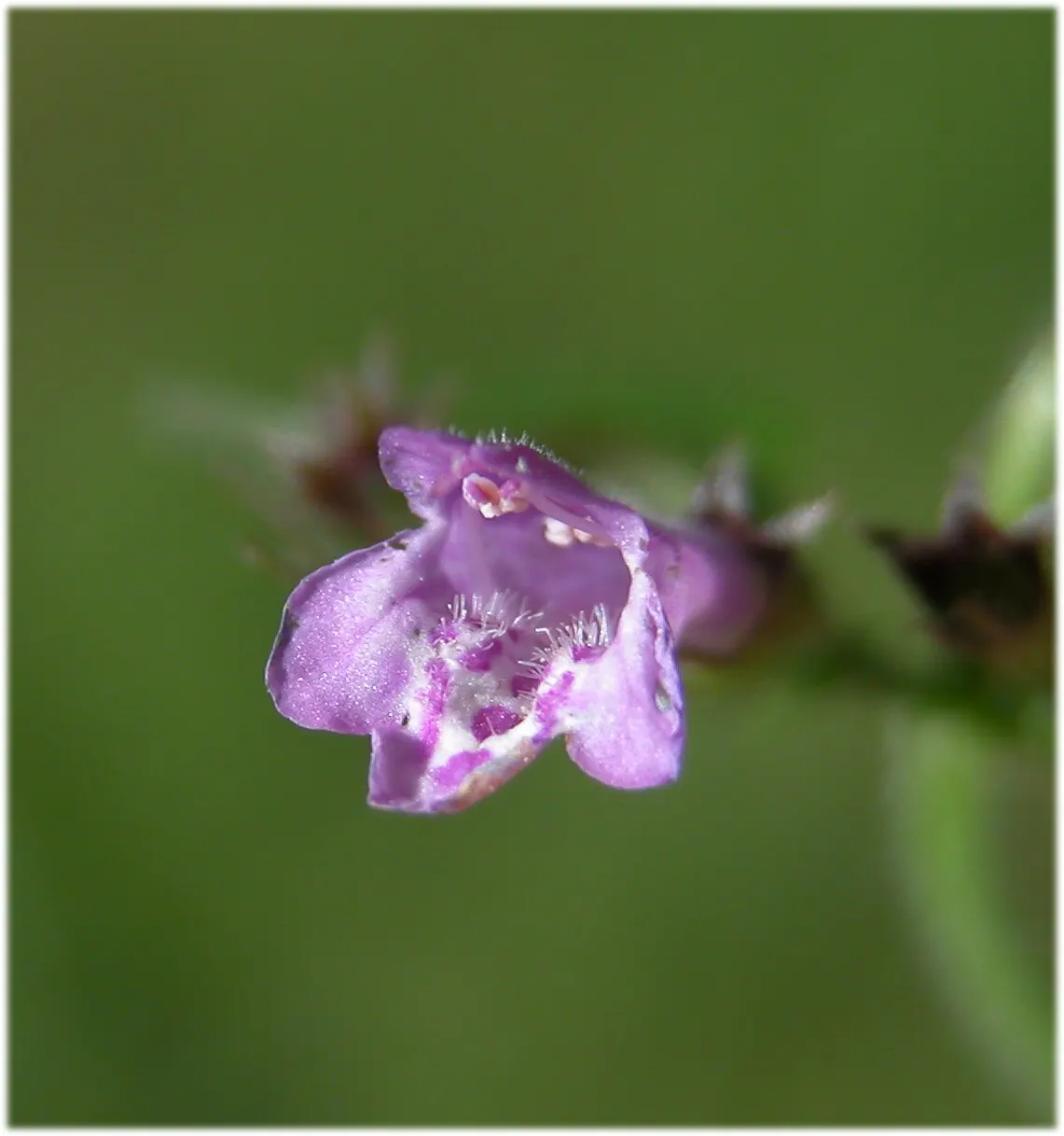 Calamint (Calamintha Nepeta) — Thriving in USDA zones 5-9, it prefers full sun to part shade and well-draining soil; and other beneficial insects, image 84