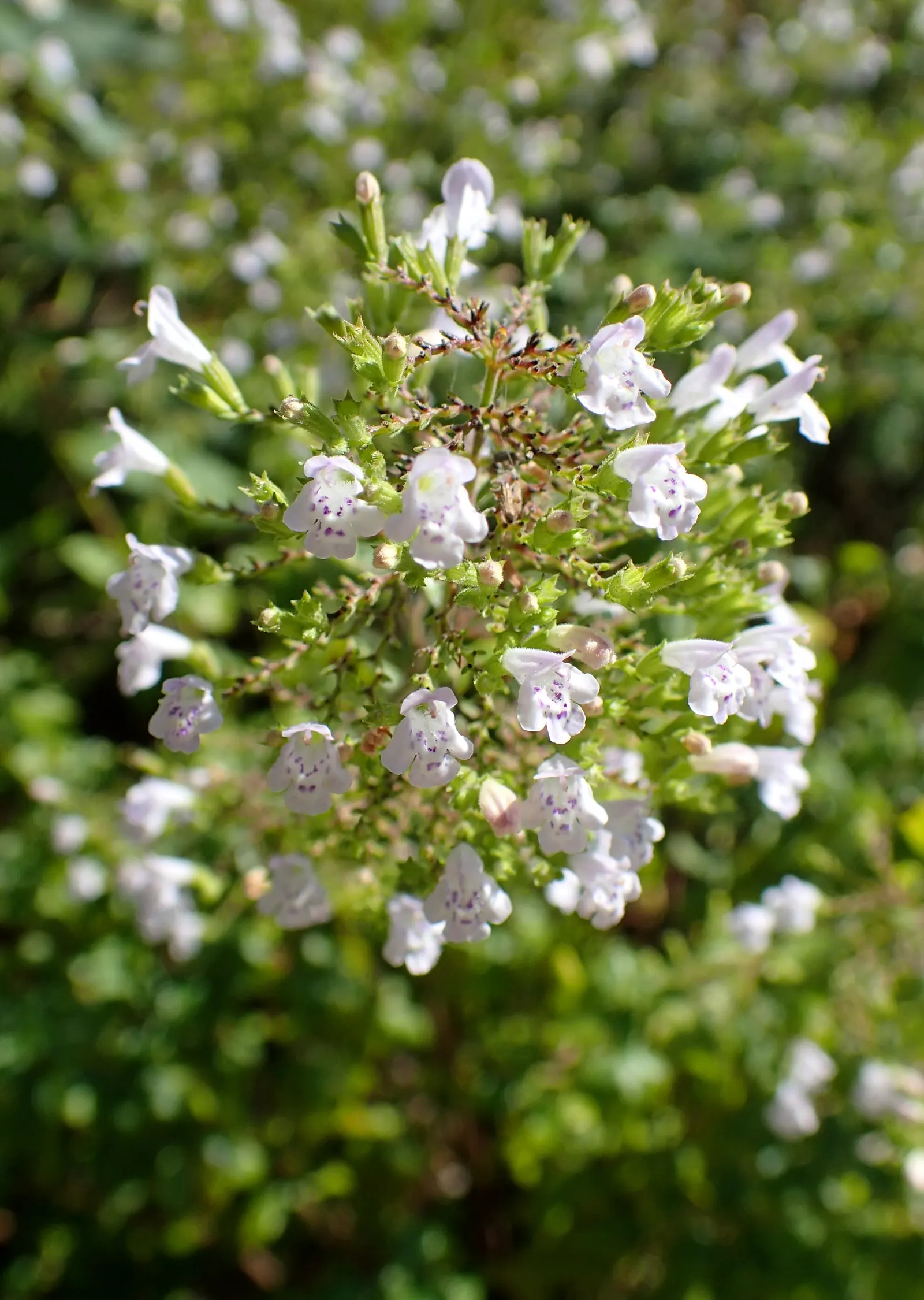 Calamint (Calamintha Nepeta) — As a member of the mint family; thereby supporting the local ecosystem, image 142
