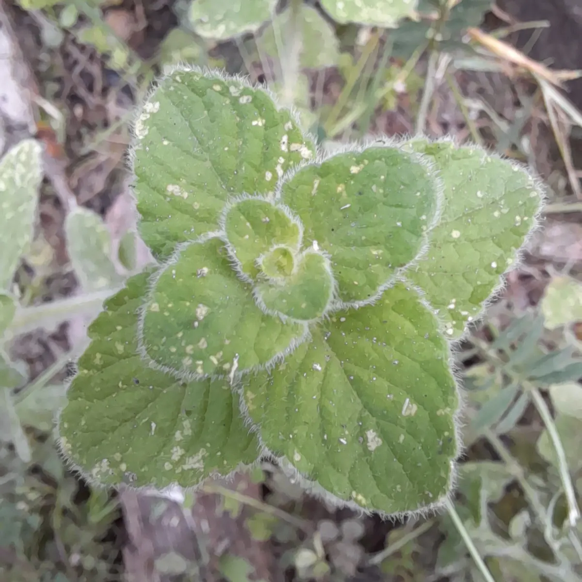 Calamint (Calamintha Nepeta) — white flowers in the garden