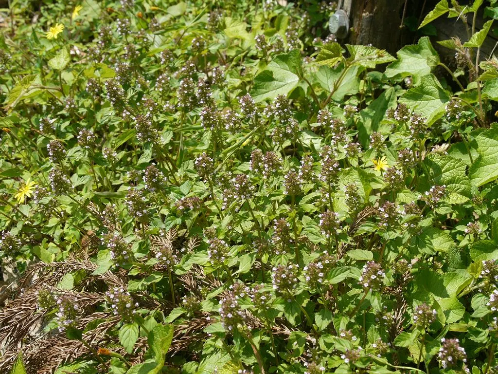 Calamint (Calamintha Nepeta) — creating a low mound of foliage that serves as an excellent groundcover or border frontage; ground cover / perennial, image 120