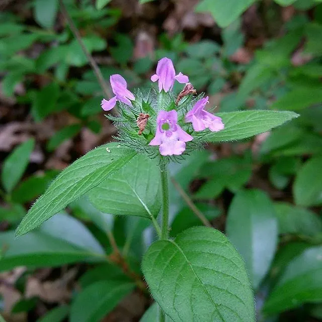 Calamint (Calamintha Nepeta) — minty fragrance.<br><br>The plant typically reaches a mature height of 12 to 18 inches; oval-shaped leaves are a, image 145