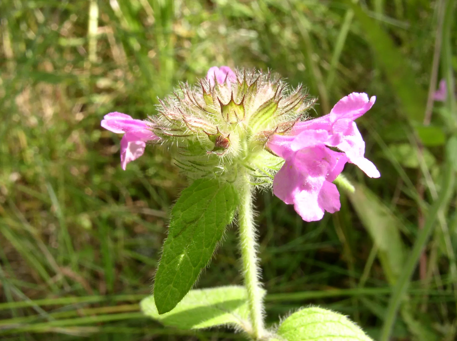 Calamint (Calamintha Nepeta) — It is also deer-resistant; this bee-friendly plant reaches 12-18 inches tall and spreads up to 18 inches wide, image 155
