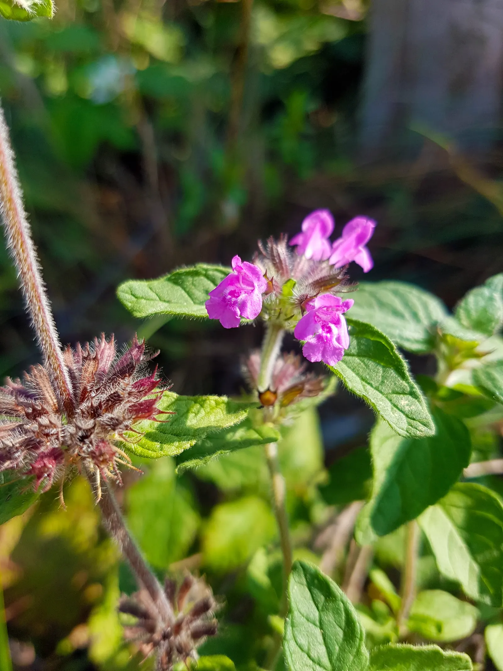 Calamint (Calamintha Nepeta) — white flowers in the garden; minty fragrance.<br><br>The plant typically reaches a mature height of 12 to 18 inches, image 133
