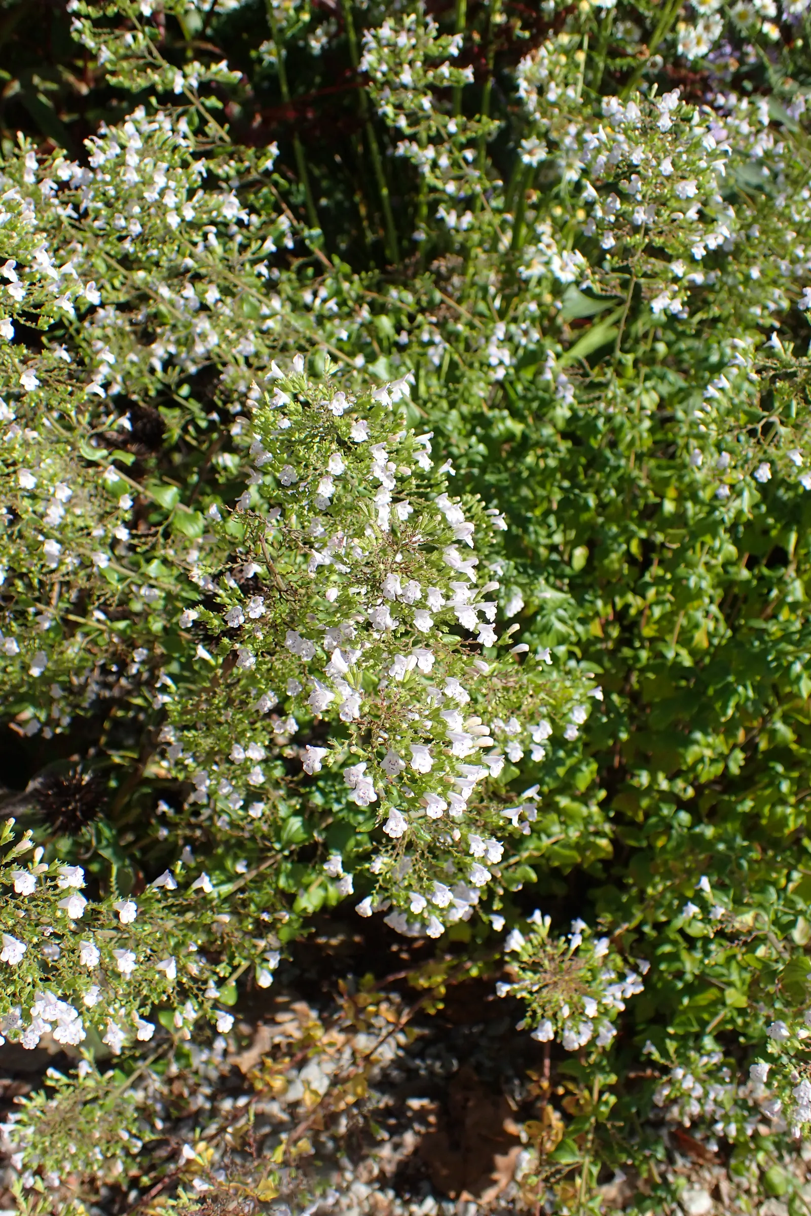 Calamint (Calamintha Nepeta) — requiring minimal care once established, image 167