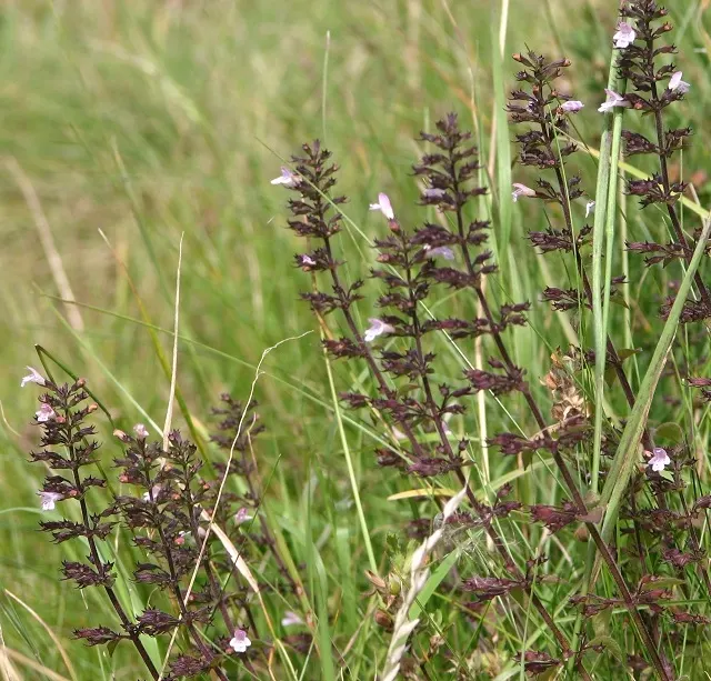 Calamint (Calamintha Nepeta) — With minimal care and its multi-season appeal, image 185