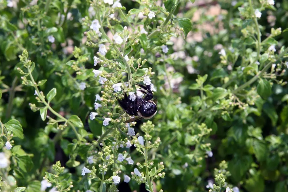 Calamint (Calamintha Nepeta) — consider its cascading foliage for edging pathways; providing a prolonged display of color and a pleasant, image 129
