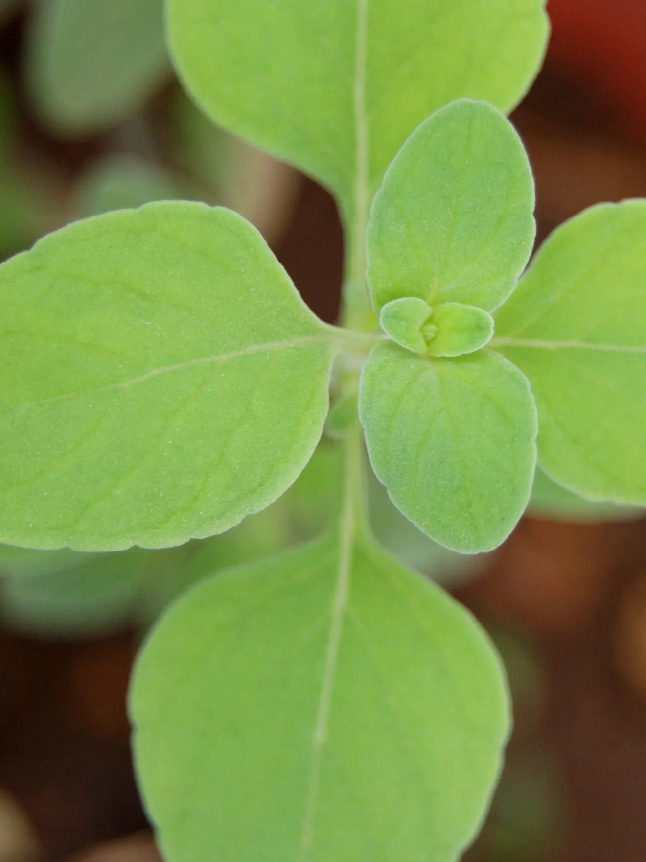 Calamint (Calamintha Nepeta) — Calamintha nepeta is an excellent addition to any garden; thriving in USDA zones 5-9, it prefers full sun to part, image 186