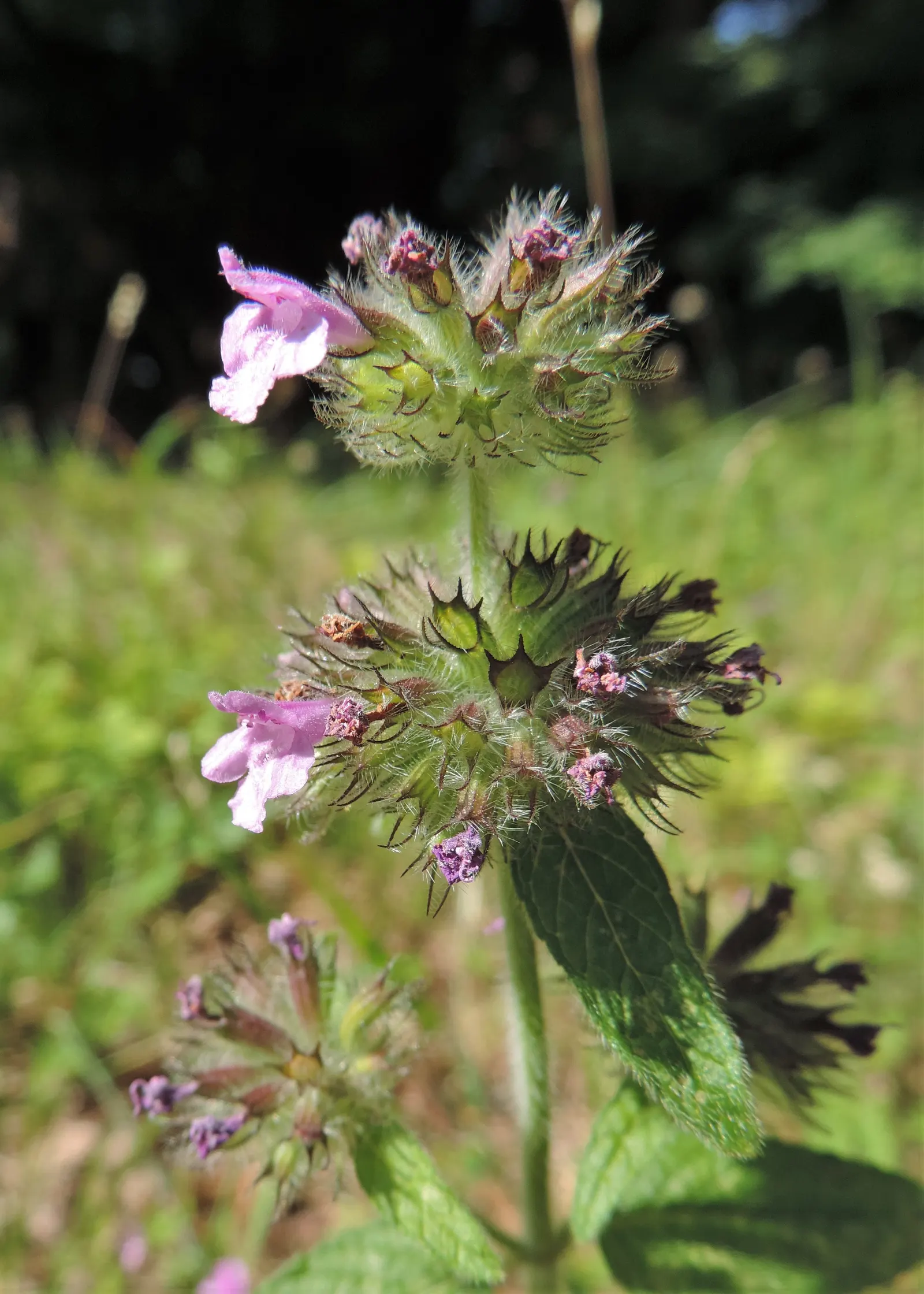 Calamint (Calamintha Nepeta) — with a similar spread of up to 18 to 24 inches; it is also deer-resistant