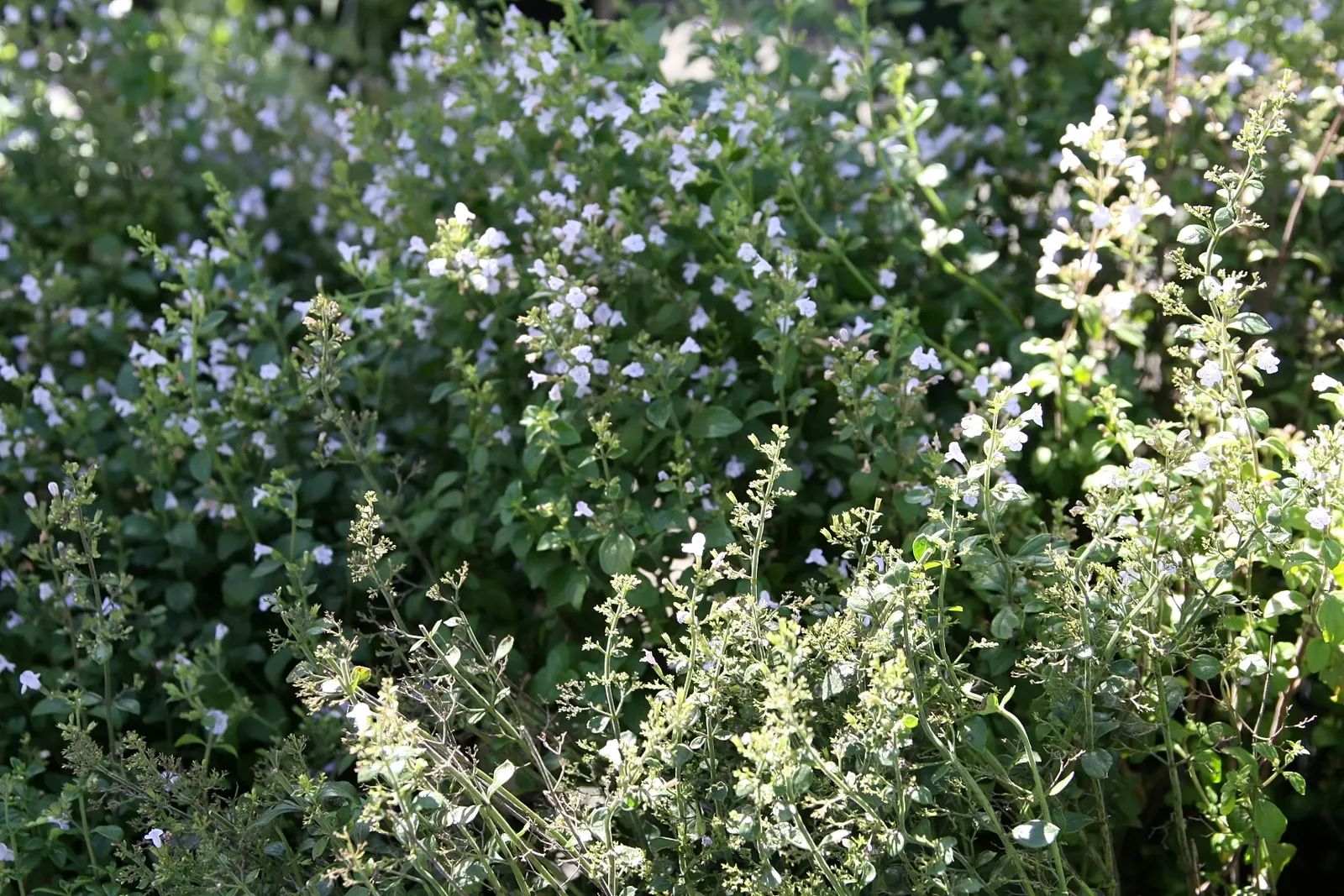 Calamint (Calamintha Nepeta) — consider its cascading foliage for edging pathways; providing a prolonged display of color and a pleasant, image 102