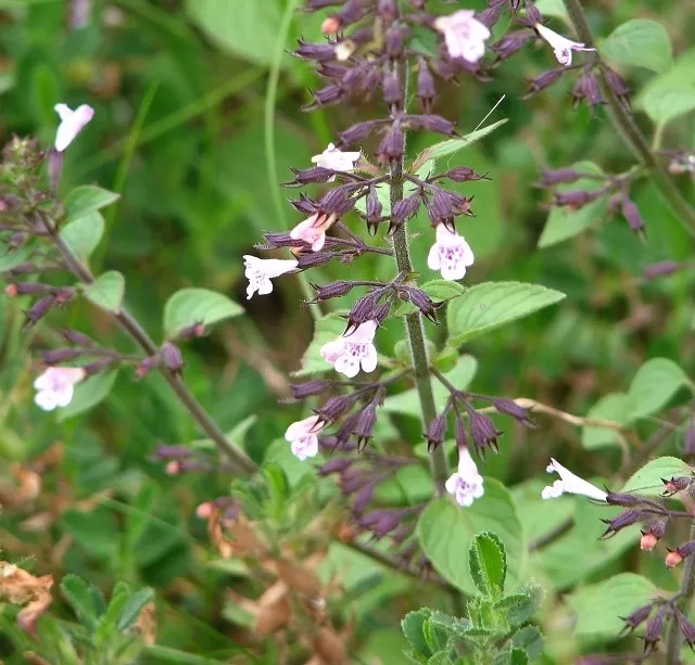 Calamint (Calamintha Nepeta) — This bee-friendly plant reaches 12-18 inches tall and spreads up to 18 inches wide; with a similar spread of up to 18 to 24