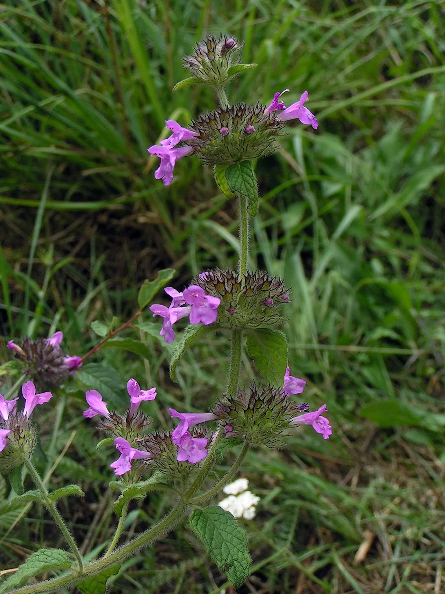 Calamint (Calamintha Nepeta) — creating a low mound of foliage that serves as an excellent groundcover or border frontage; ground cover / perennial, image 147