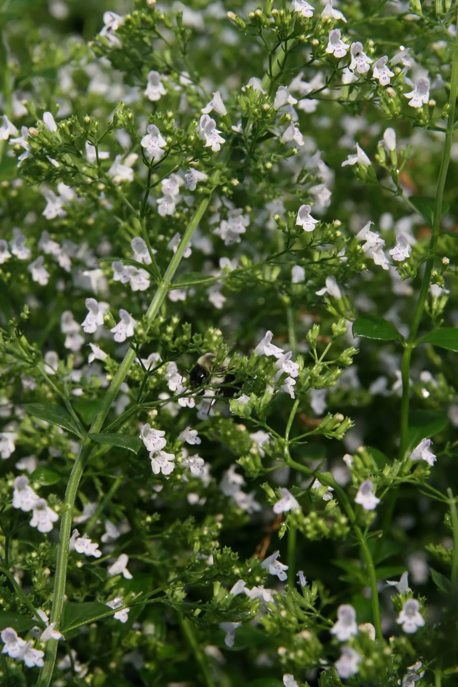 Calamint (Calamintha Nepeta) — As a member of the mint family; thereby supporting the local ecosystem, image 88