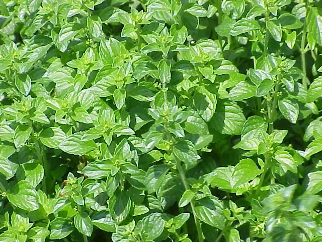 Calamint (Calamintha Nepeta) — and other beneficial insects; it is hardy to USDA zones 5 to 9 and exhibits drought tolerance once established