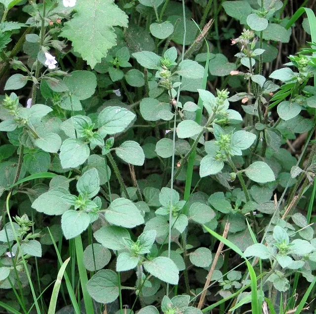 Calamint (Calamintha Nepeta) — It is hardy to USDA zones 5 to 9 and exhibits drought tolerance once established; consider its cascading foliage for, image 96