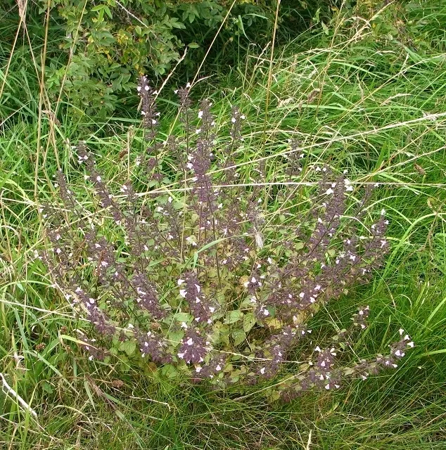 Calamint (Calamintha Nepeta) — providing a prolonged display of color and a pleasant