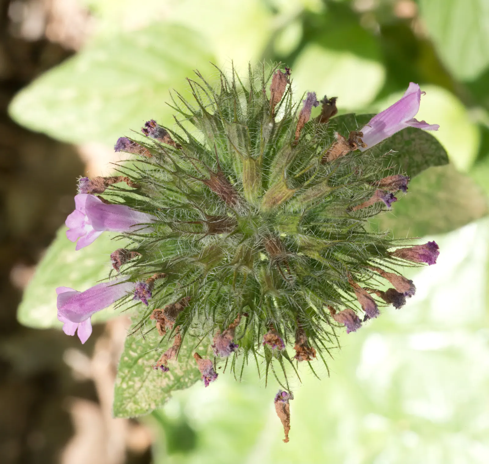 Calamint (Calamintha Nepeta) — Calamintha nepeta is an excellent addition to any garden; thriving in USDA zones 5-9, it prefers full sun to part, image 105