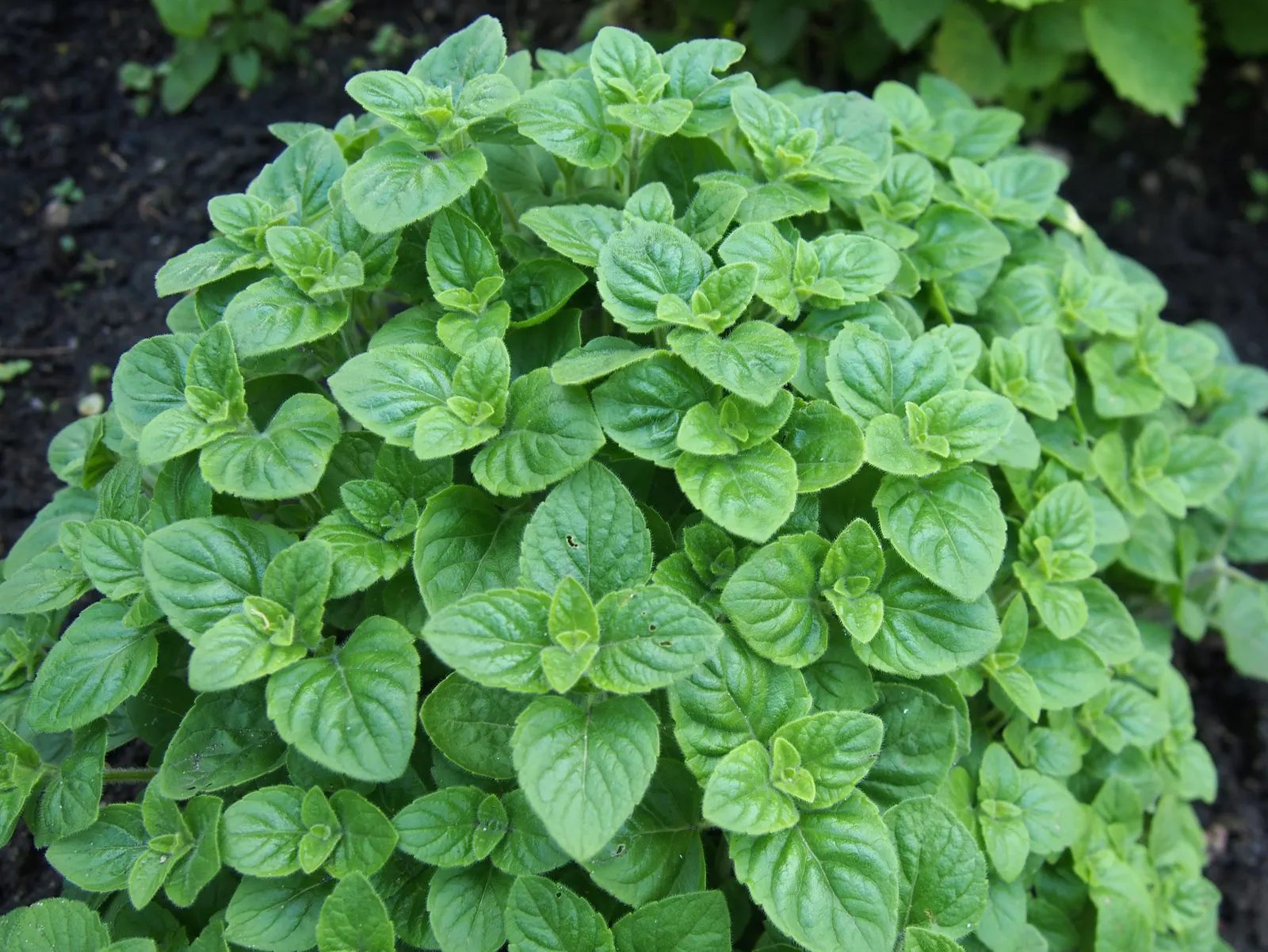 Calamint (Calamintha Nepeta) — which is beneficial for low-maintenance or water-conscious landscapes.<br><br>Moreover; commonly known as Calamint, image 124