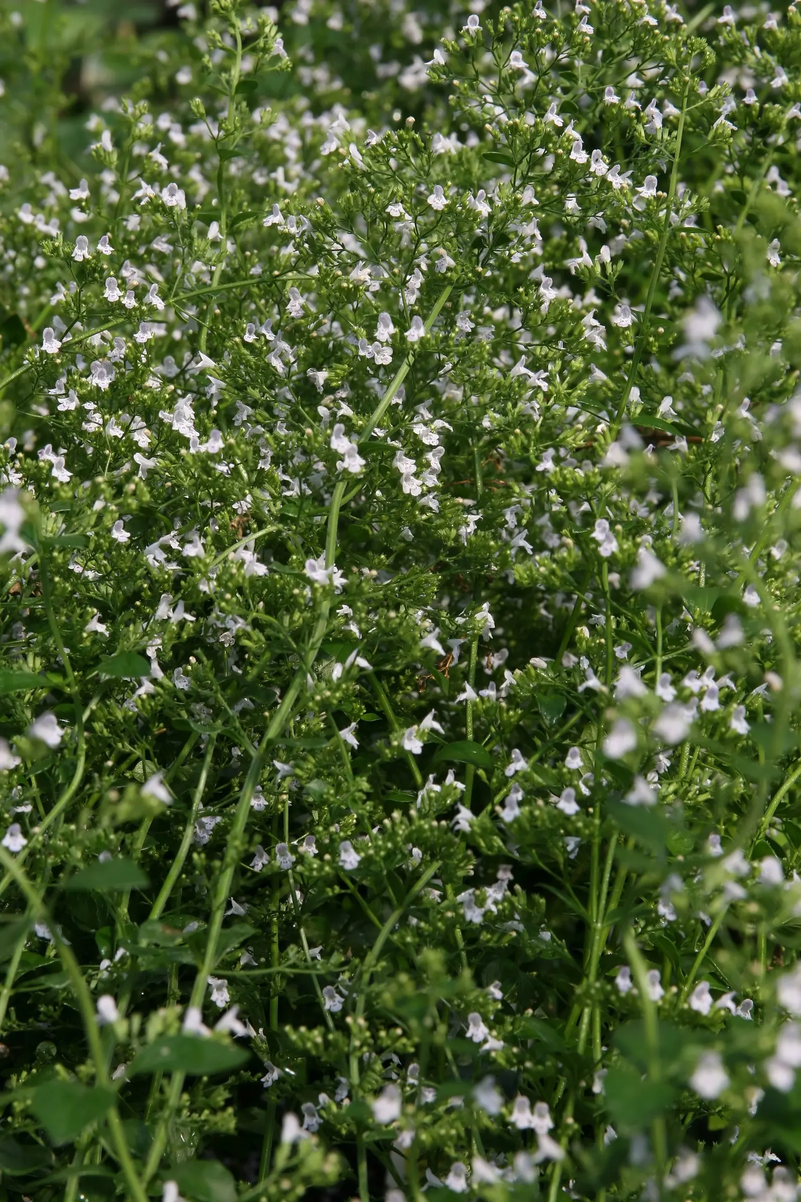Calamint (Calamintha Nepeta) — ground cover / perennial with white blooms; calamint is recognized for its pollinator-friendly nature, image 80