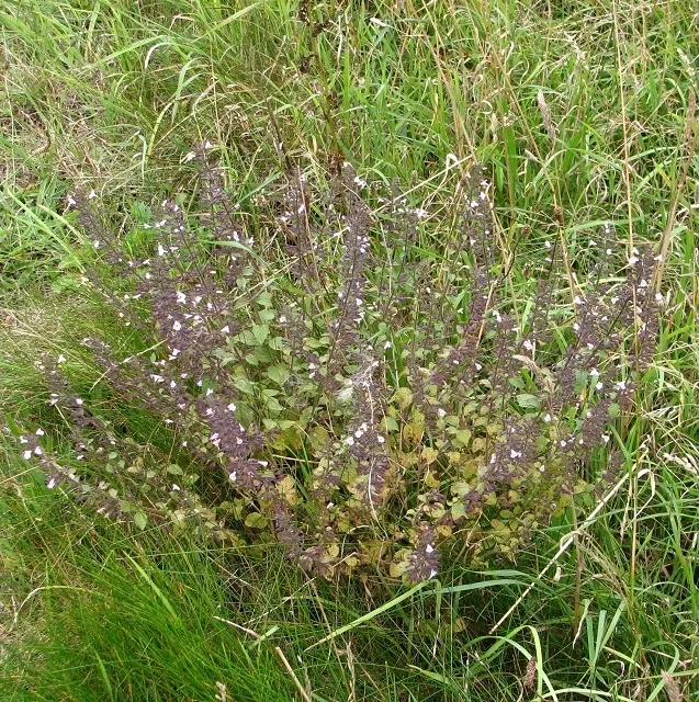 Calamint (Calamintha Nepeta) — With minimal care and its multi-season appeal, image 131