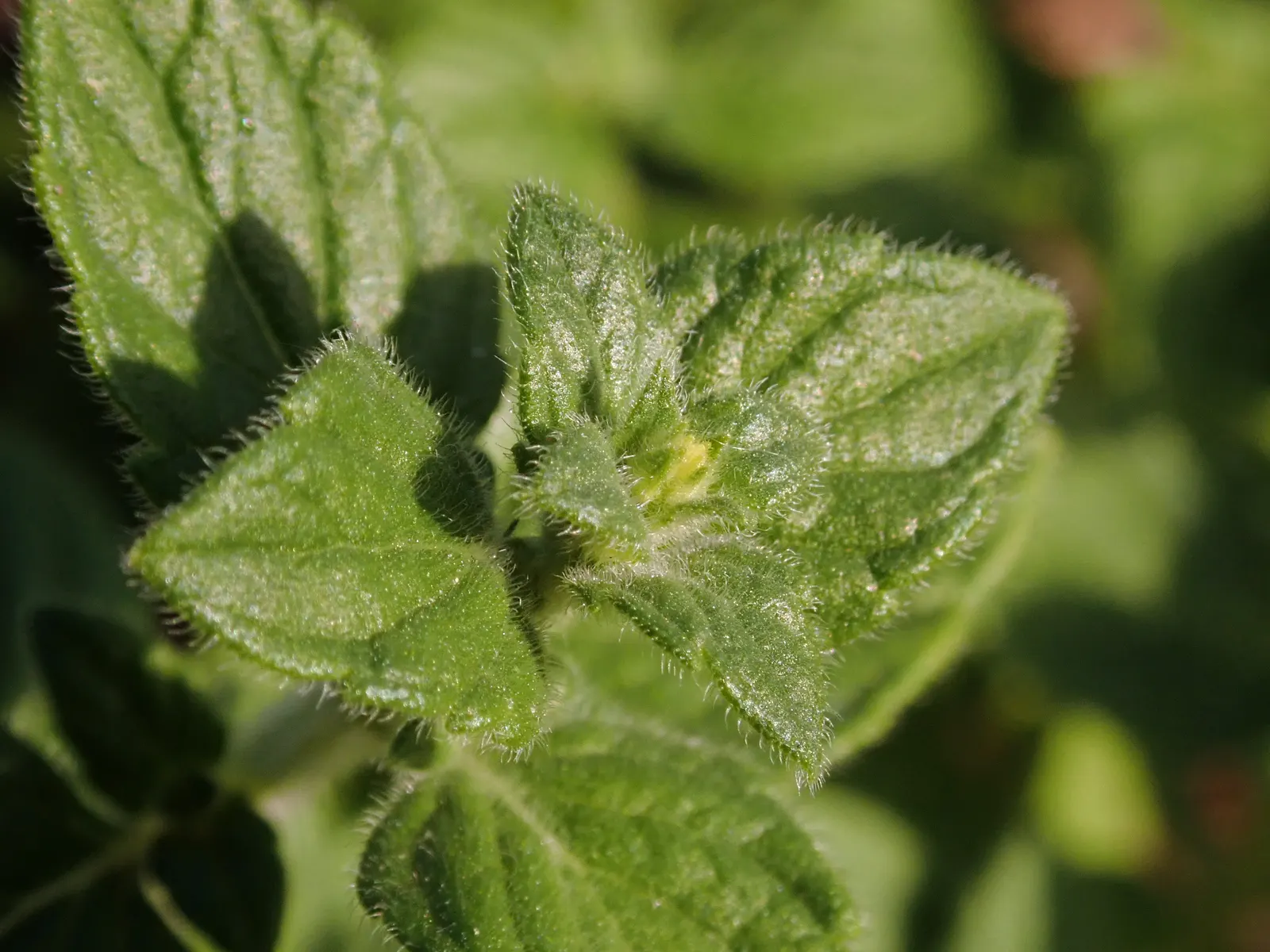 Calamint (Calamintha Nepeta) — It is also deer-resistant