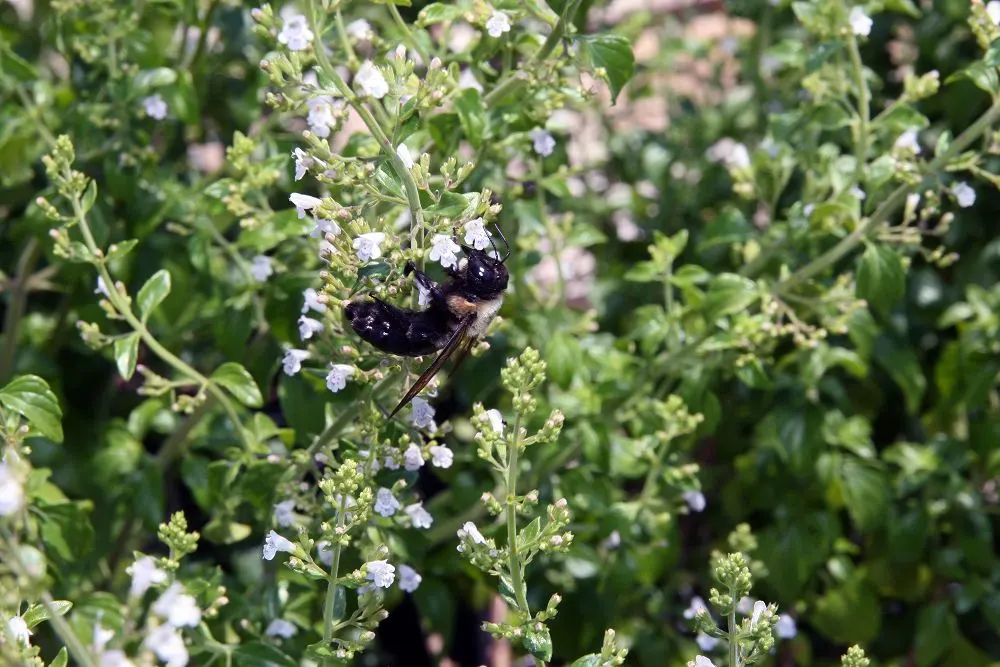 Calamint (Calamintha Nepeta) — ground cover / perennial for full or half or shade