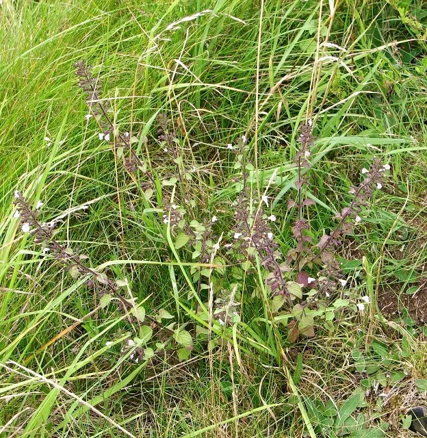 Calamint (Calamintha Nepeta) — consider its cascading foliage for edging pathways; providing a prolonged display of color and a pleasant