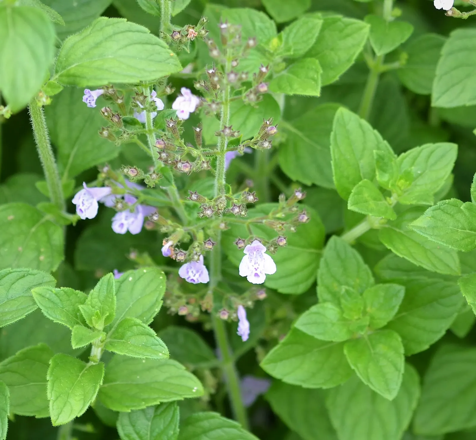 Calamint (Calamintha Nepeta) — thereby supporting the local ecosystem; or as a complement to other flowering perennials and grasses, image 181