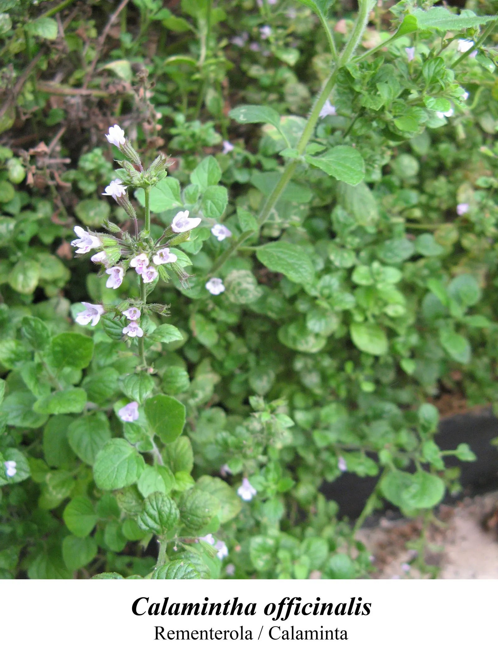 Calamint (Calamintha Nepeta) — Calamint is recognized for its pollinator-friendly nature; delicate lilac to white flowers that bloom profusely from, image 71