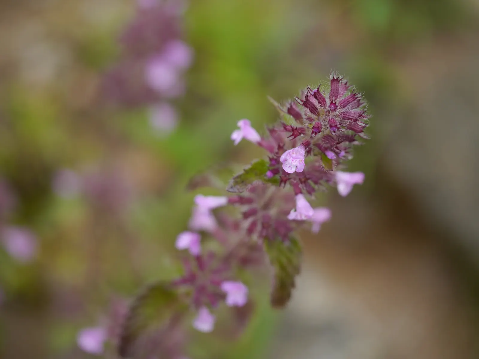 Calamint (Calamintha Nepeta) — providing a prolonged display of color and a pleasant; commonly known as Lesser Calamint or simply Calamint, image 144