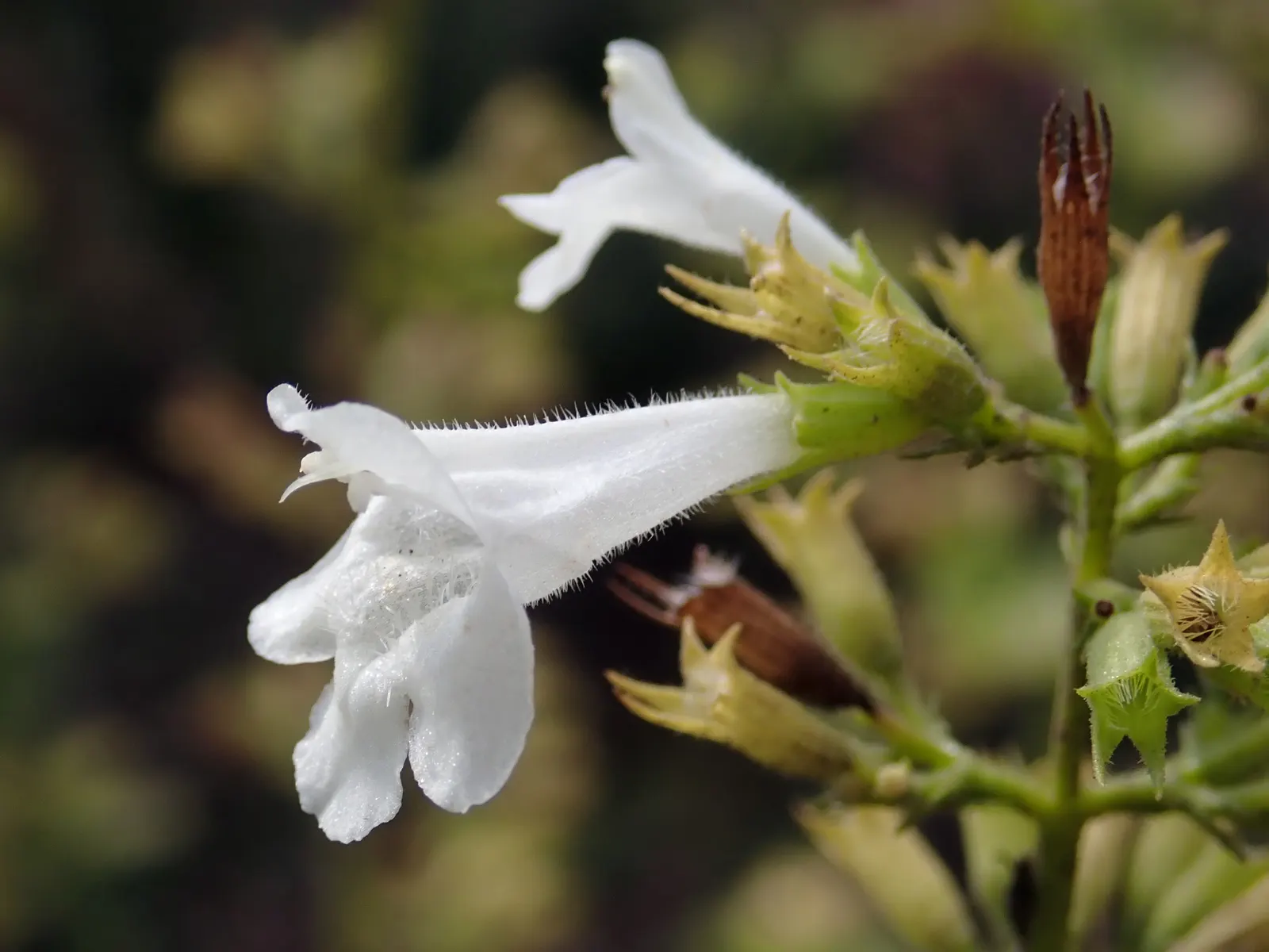 Calamint (Calamintha Nepeta) — thereby supporting the local ecosystem; or as a complement to other flowering perennials and grasses, image 100