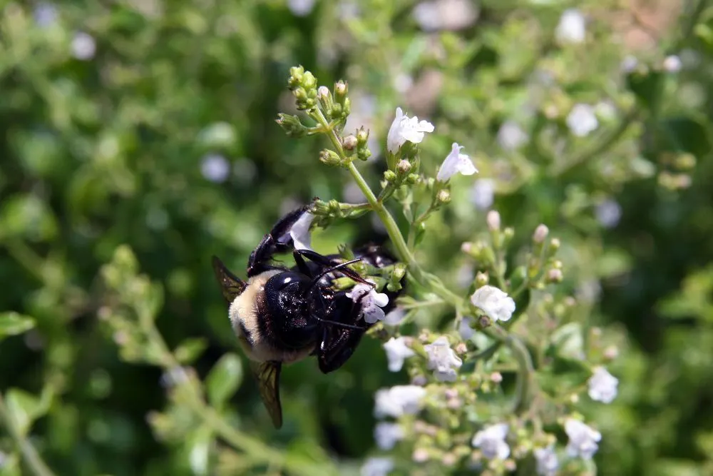 Calamint (Calamintha Nepeta) — commonly known as Calamint; calamint's mint-scented foliage offers a fragrant addition to borders and is heat, image 109