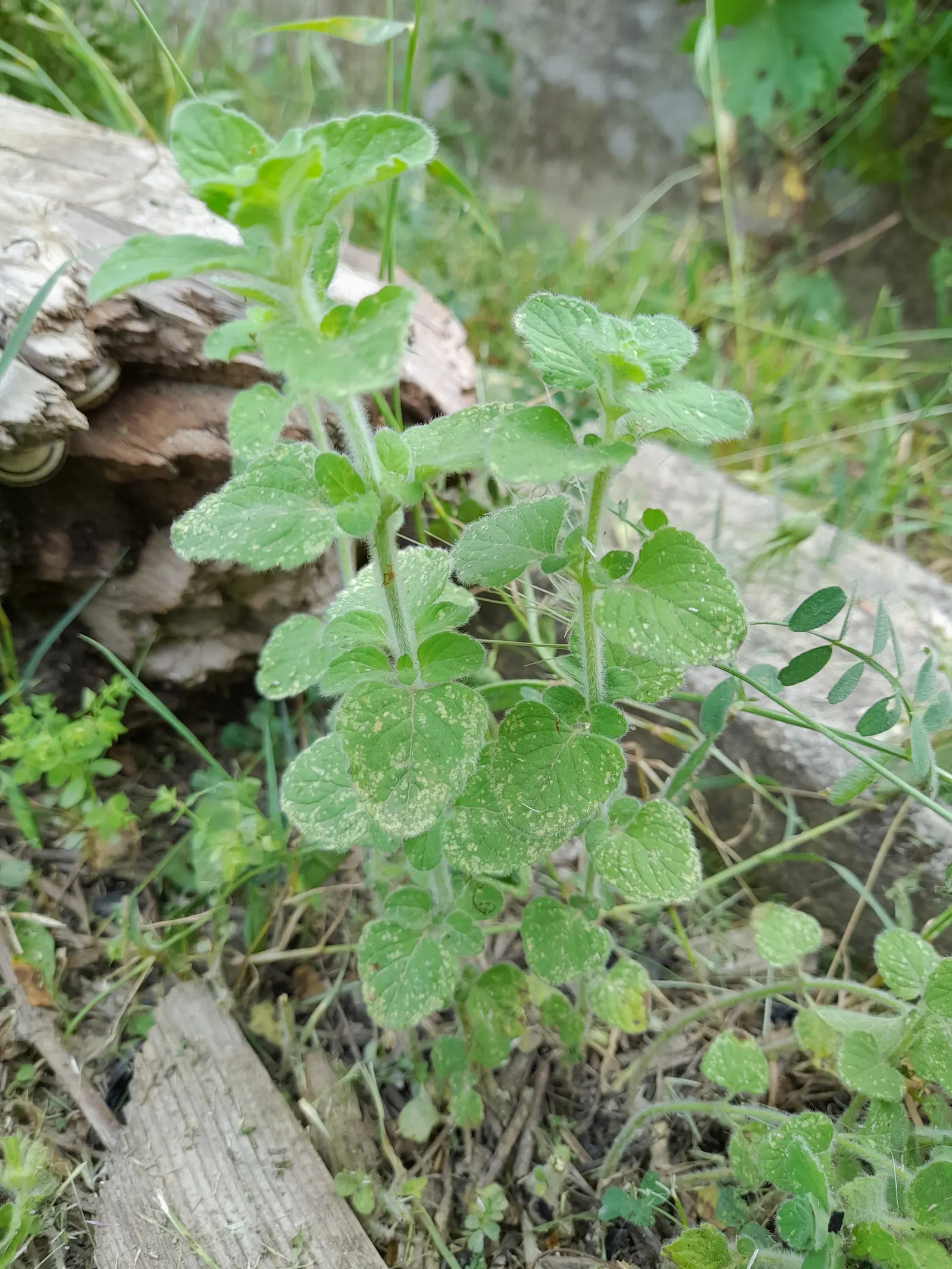 Calamint (Calamintha Nepeta) — thereby supporting the local ecosystem