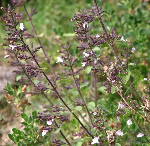 Calamint (Calamintha Nepeta) — providing a prolonged display of color and a pleasant; commonly known as Lesser Calamint or simply Calamint, image 63