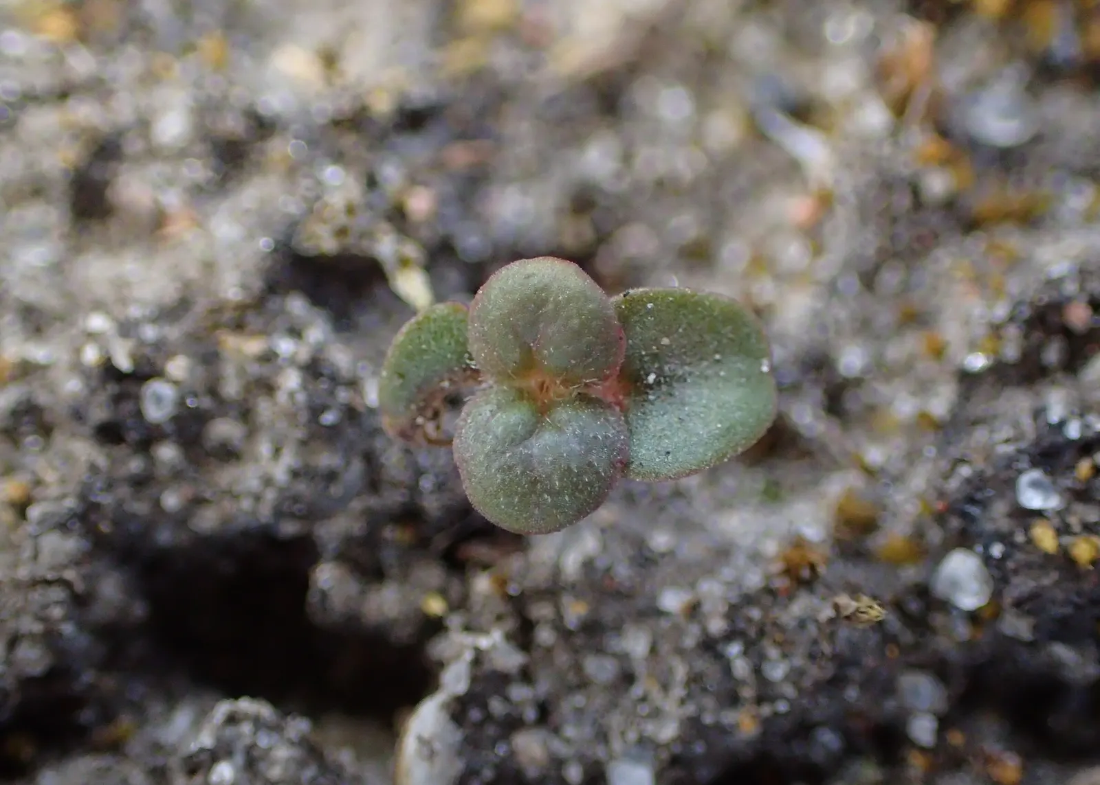 Calamint (Calamintha Nepeta) — white flowers in the garden; minty fragrance.<br><br>The plant typically reaches a mature height of 12 to 18 inches, image 106