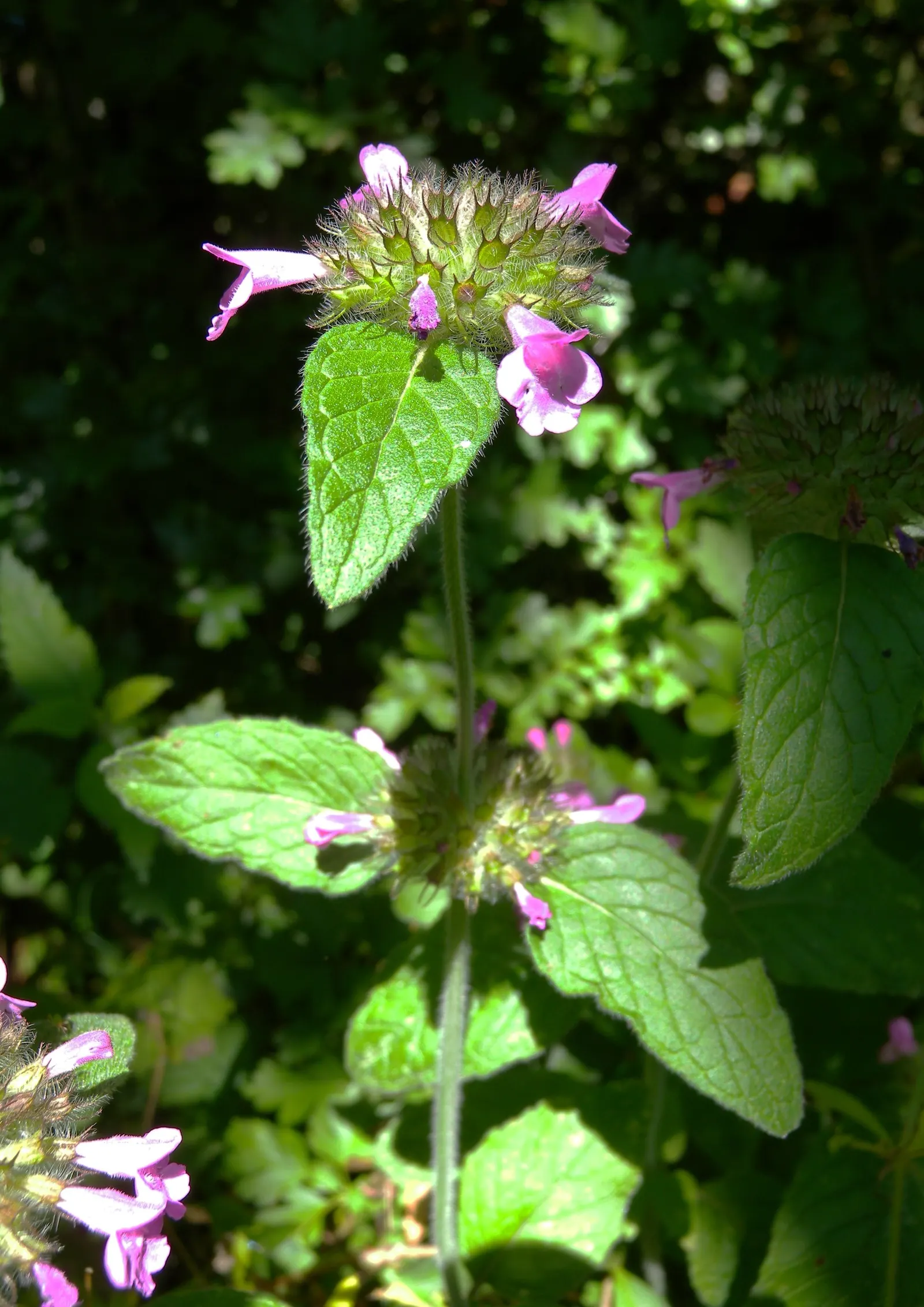 Calamint (Calamintha Nepeta) — It is also deer-resistant; this bee-friendly plant reaches 12-18 inches tall and spreads up to 18 inches wide