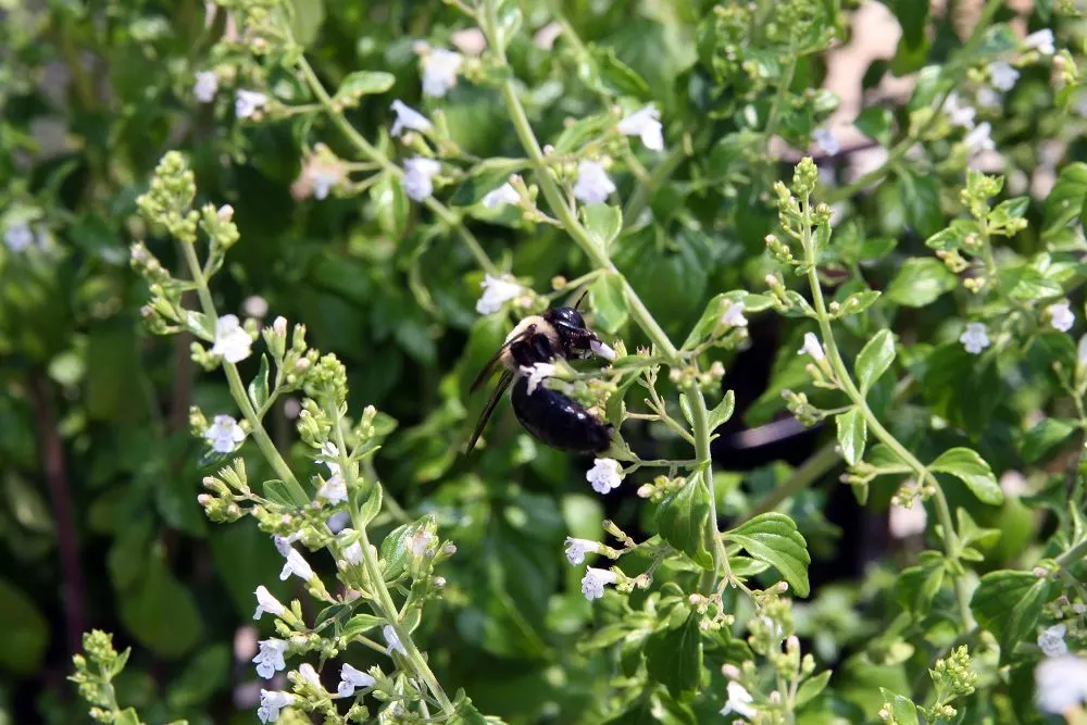Calamint (Calamintha Nepeta) — consider its cascading foliage for edging pathways