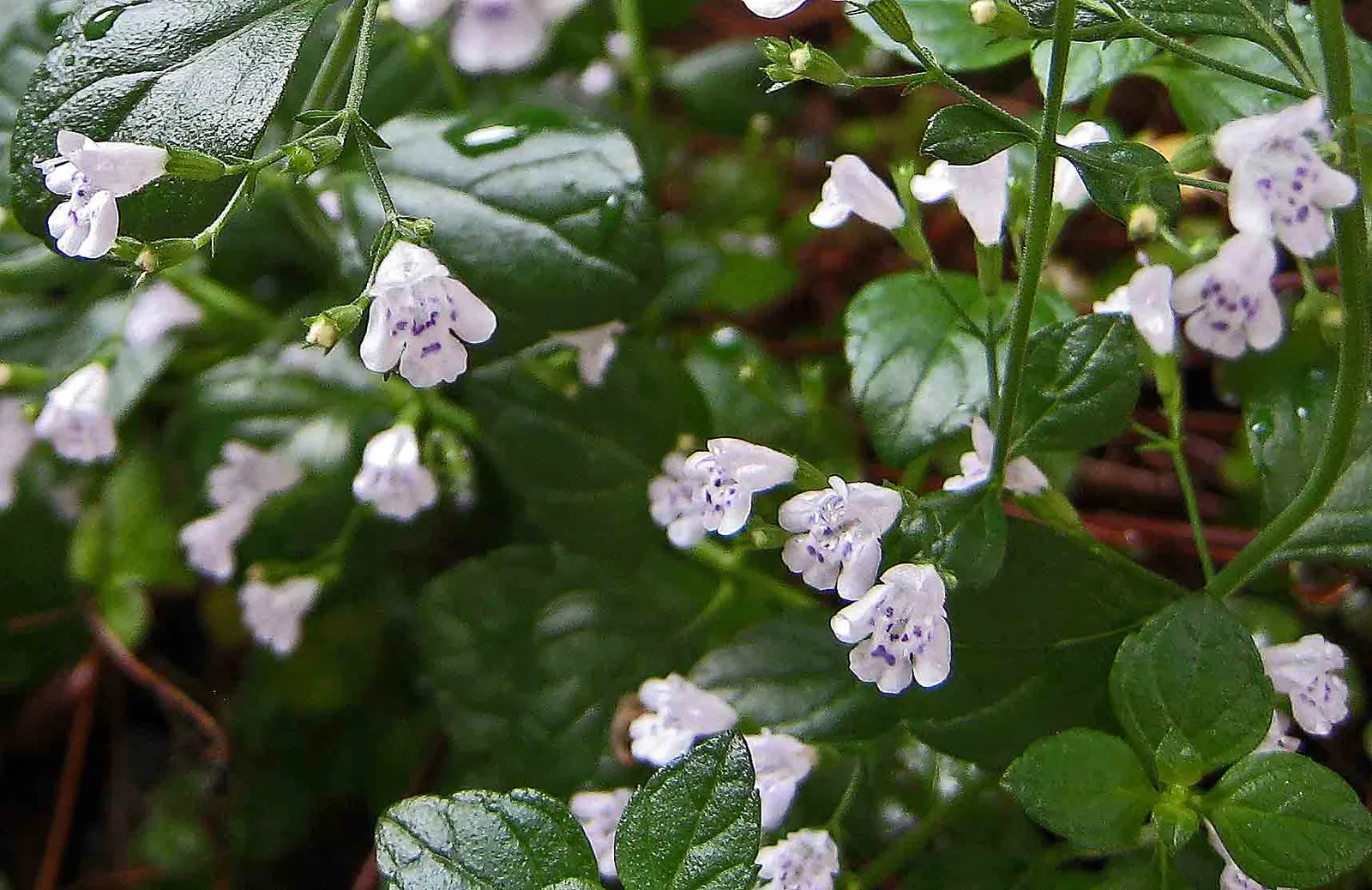 Calamint (Calamintha Nepeta) — Calamintha nepeta is an excellent addition to any garden; thriving in USDA zones 5-9, it prefers full sun to part, image 159