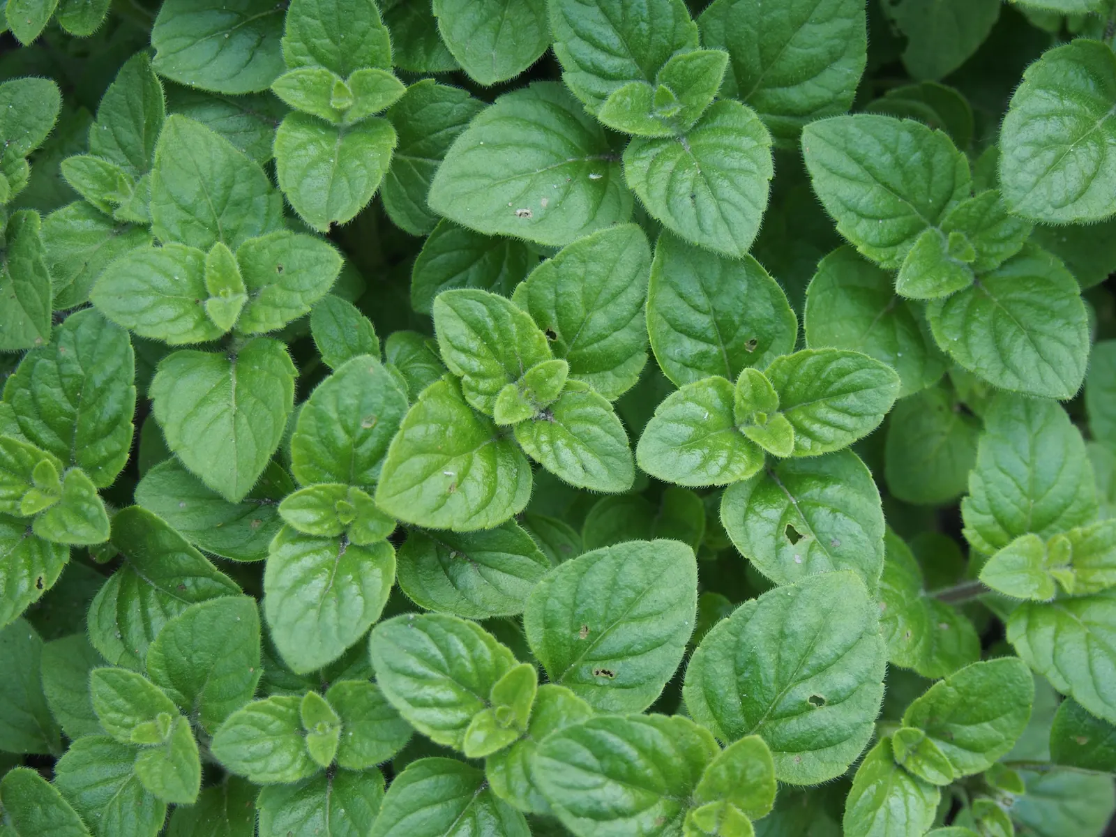 Calamint (Calamintha Nepeta) — ground cover / perennial for full or half or shade; calamintha nepeta is an excellent addition to any garden, image 135